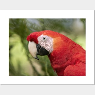 Scarlet Macaw - Costa Rica Posters and Art